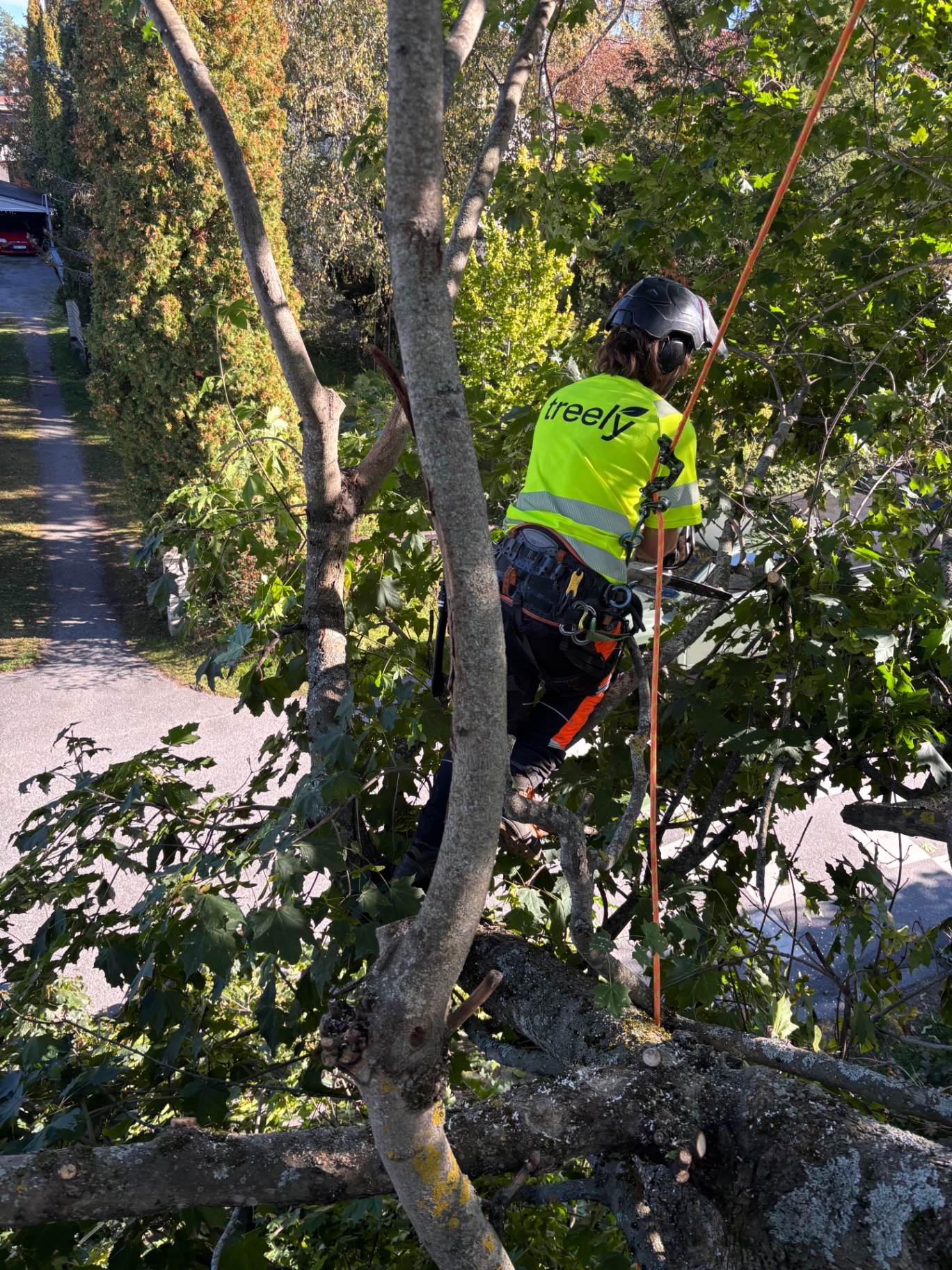 Arborist arbetar med ett träd nära en bostadsgata